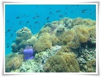 เกาะลังกาจิว